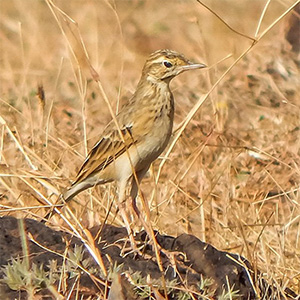 Richard's Pipit